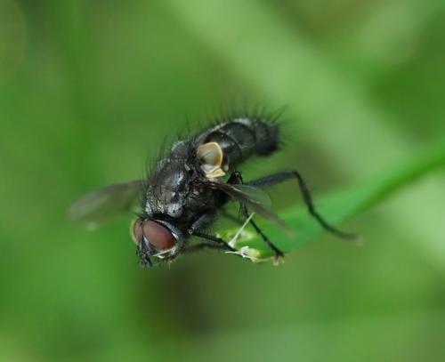 Macquartia grisea